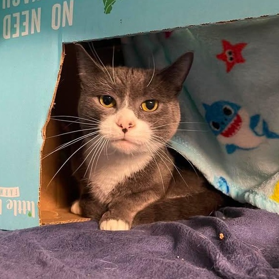 Leonard Hofstadter, Adopted, Adult Male Domestic Short Hair.