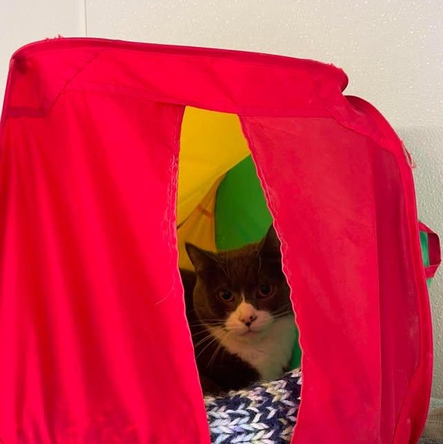 Enlarge Leonard Hofstadter, a Adopted Domestic Short Hair in Winthrop, ME image 2/3