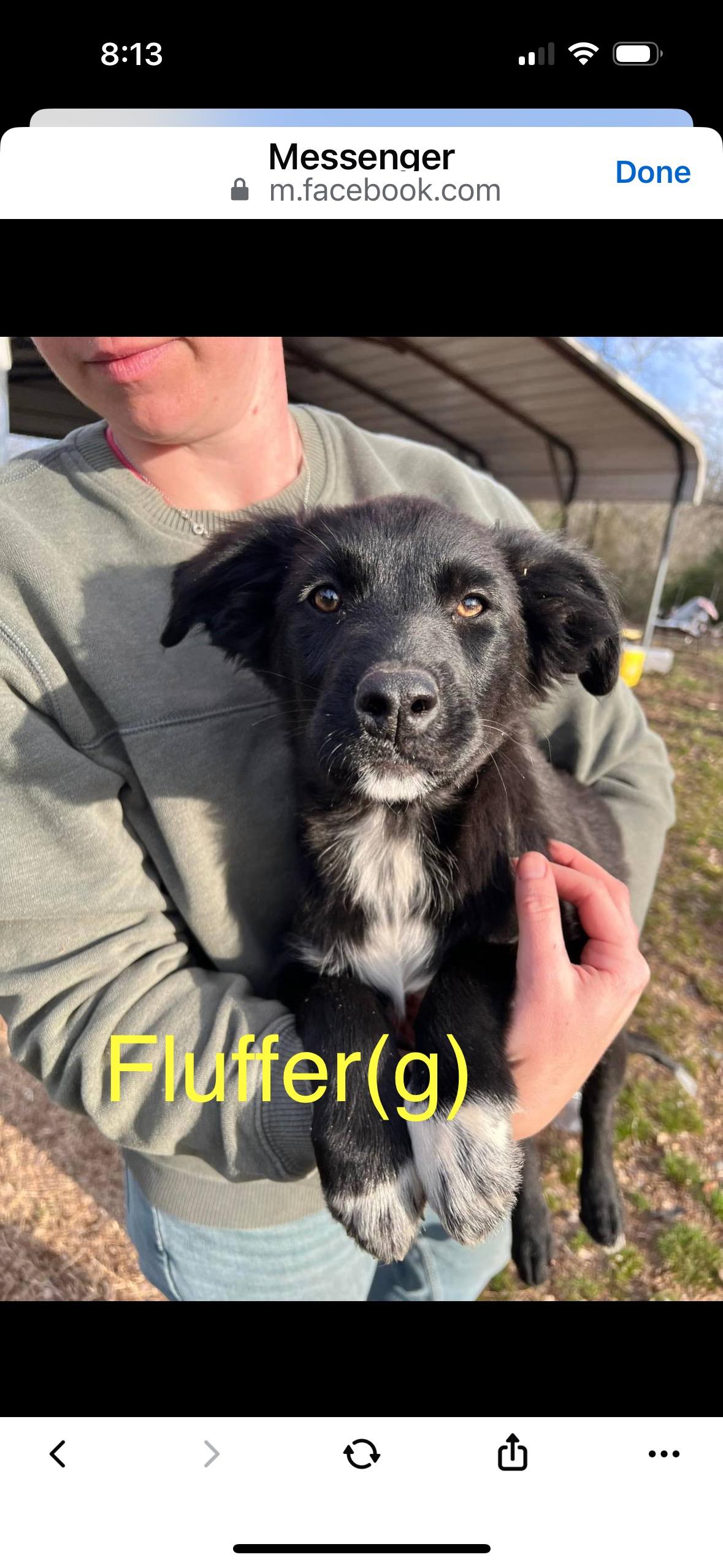 Enlarge fluffer, a Adopted mixed breed in Whiting, NJ image 1/1