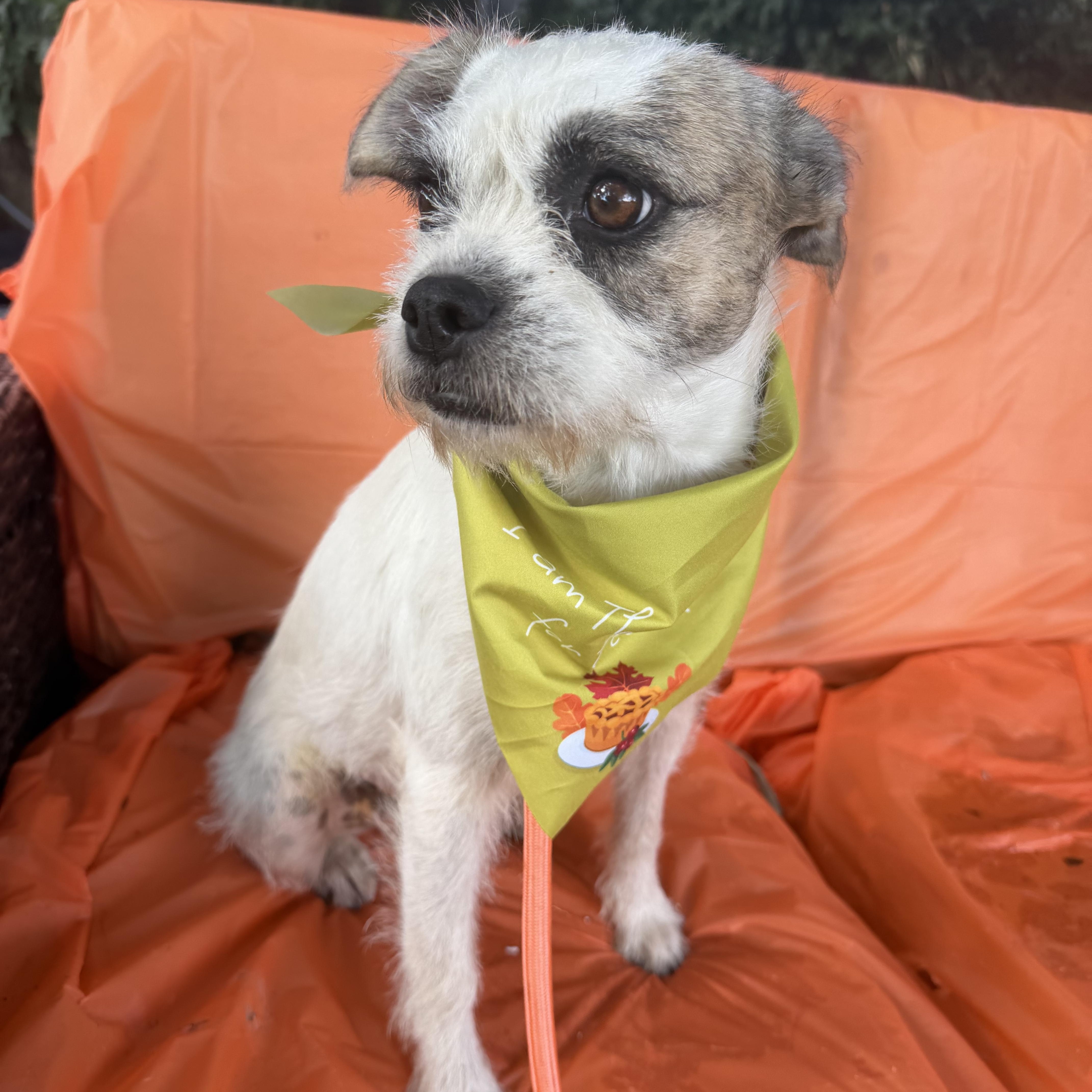 Enlarge Trinka, a Adoptable mixed breed in Warwick, RI image 1/4