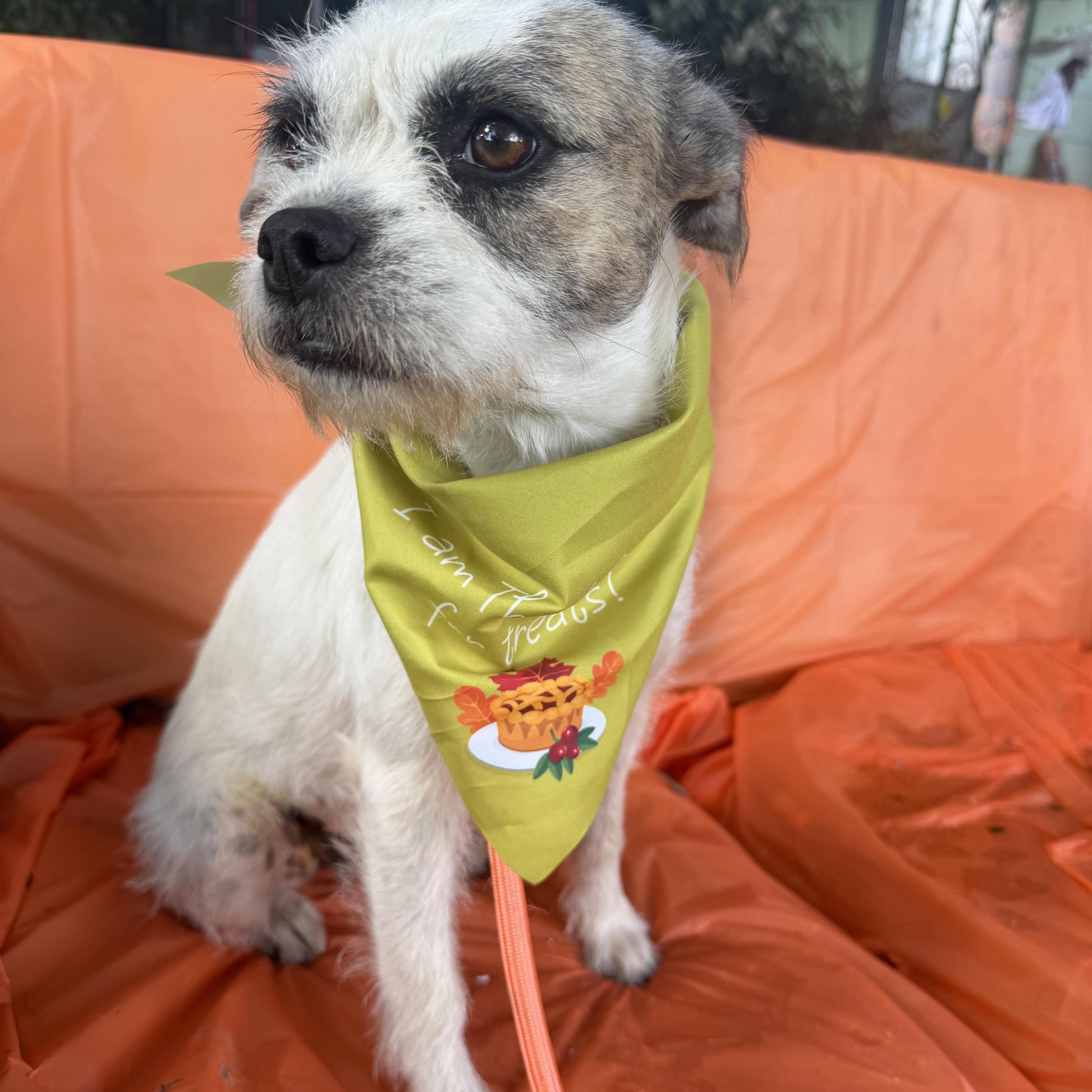 Enlarge Trinka, a Adoptable mixed breed in Warwick, RI image 3/4