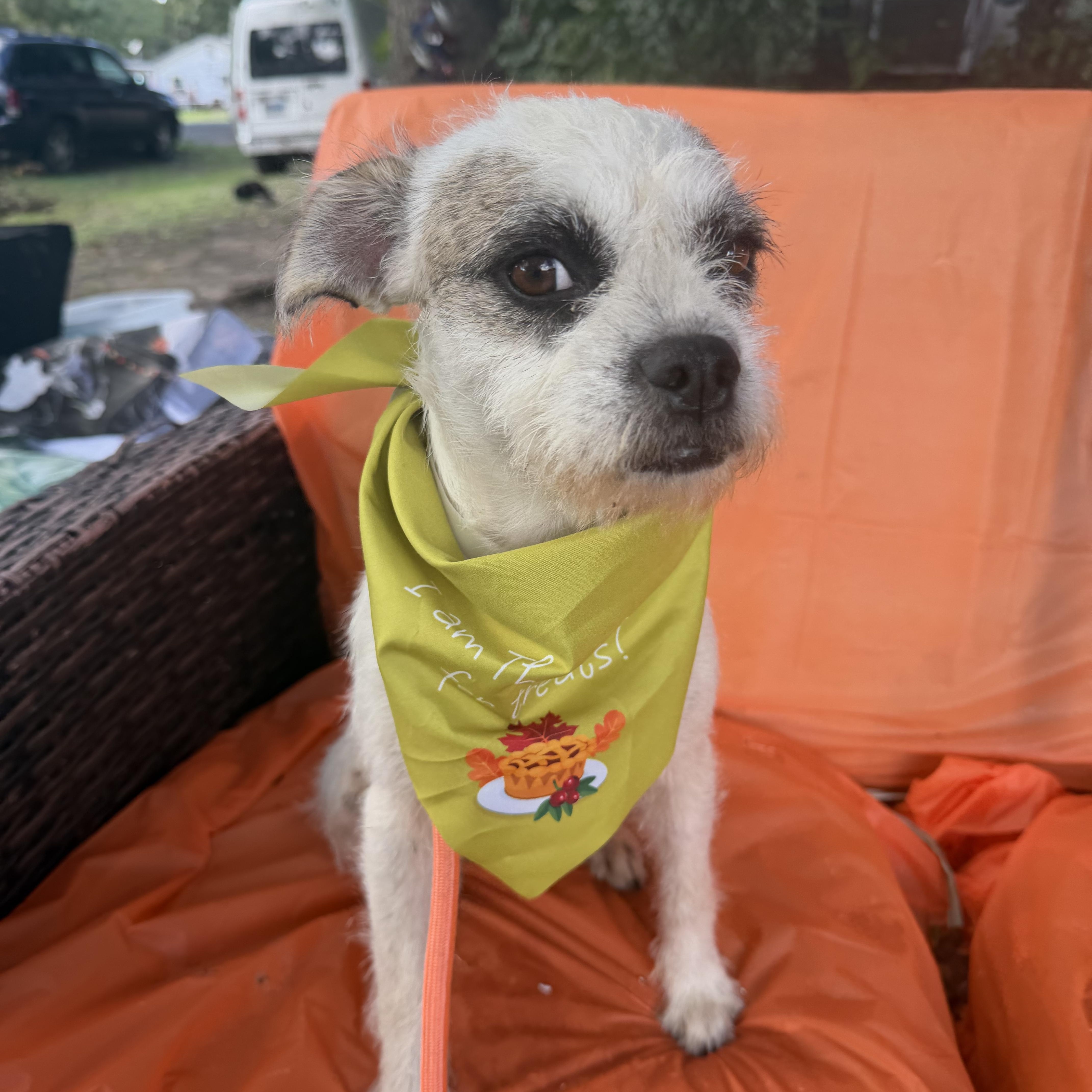 Enlarge Trinka, a Adoptable mixed breed in Warwick, RI image 4/4