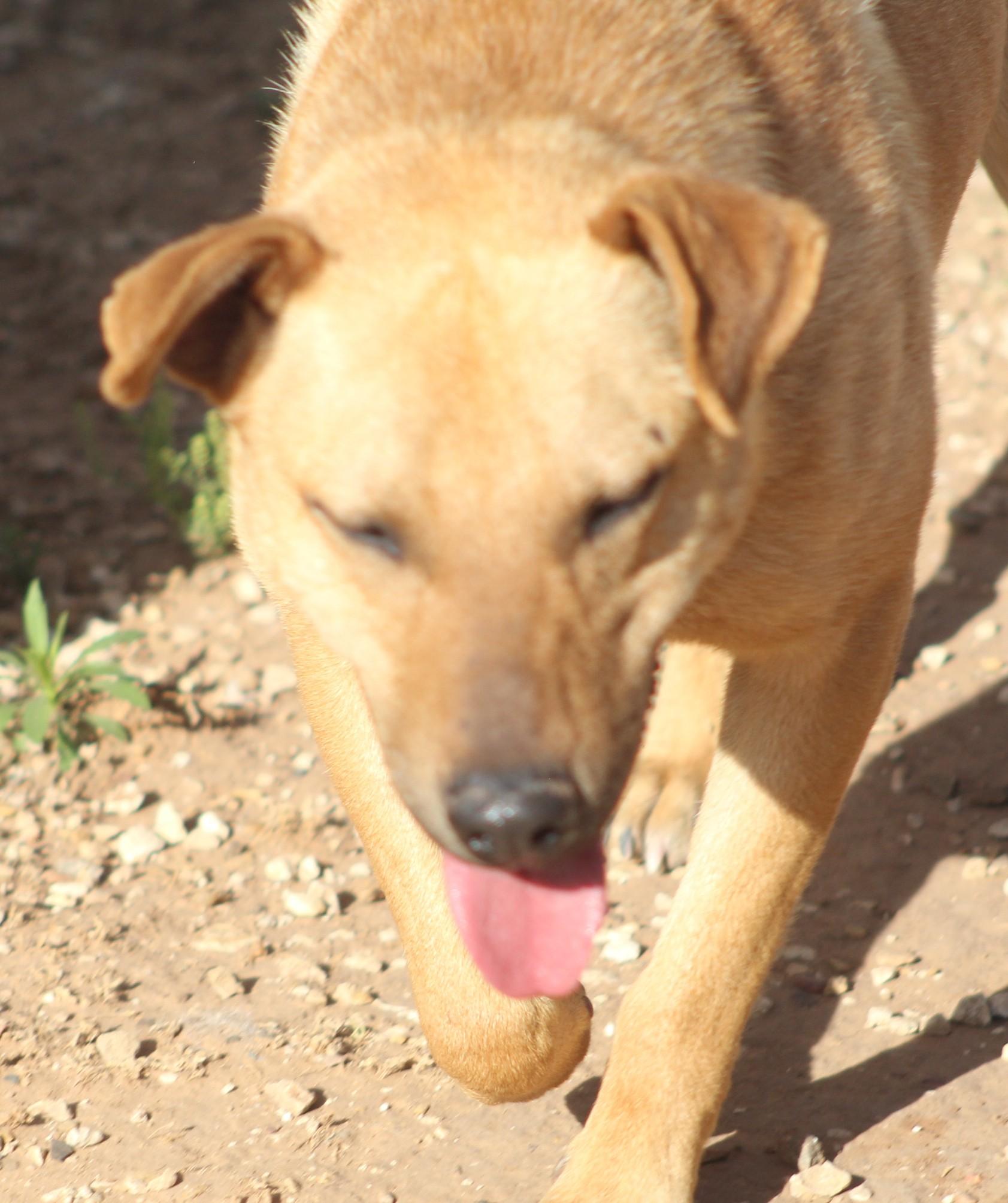Peanut, adoptable, Young Male Mixed Breed.