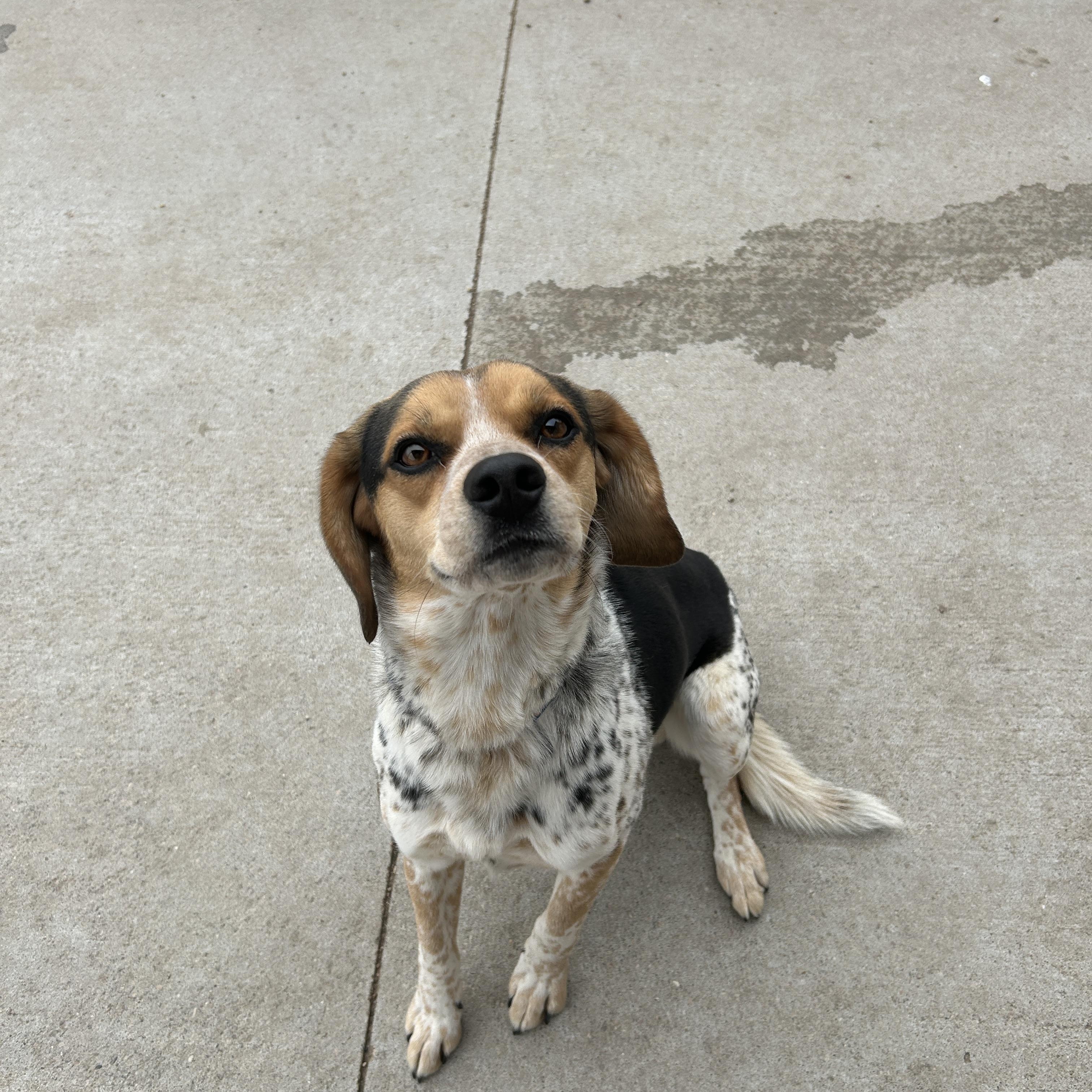 Enlarge Marvin, a ADOPTABLE mixed breed in Seward, NE image 1/3