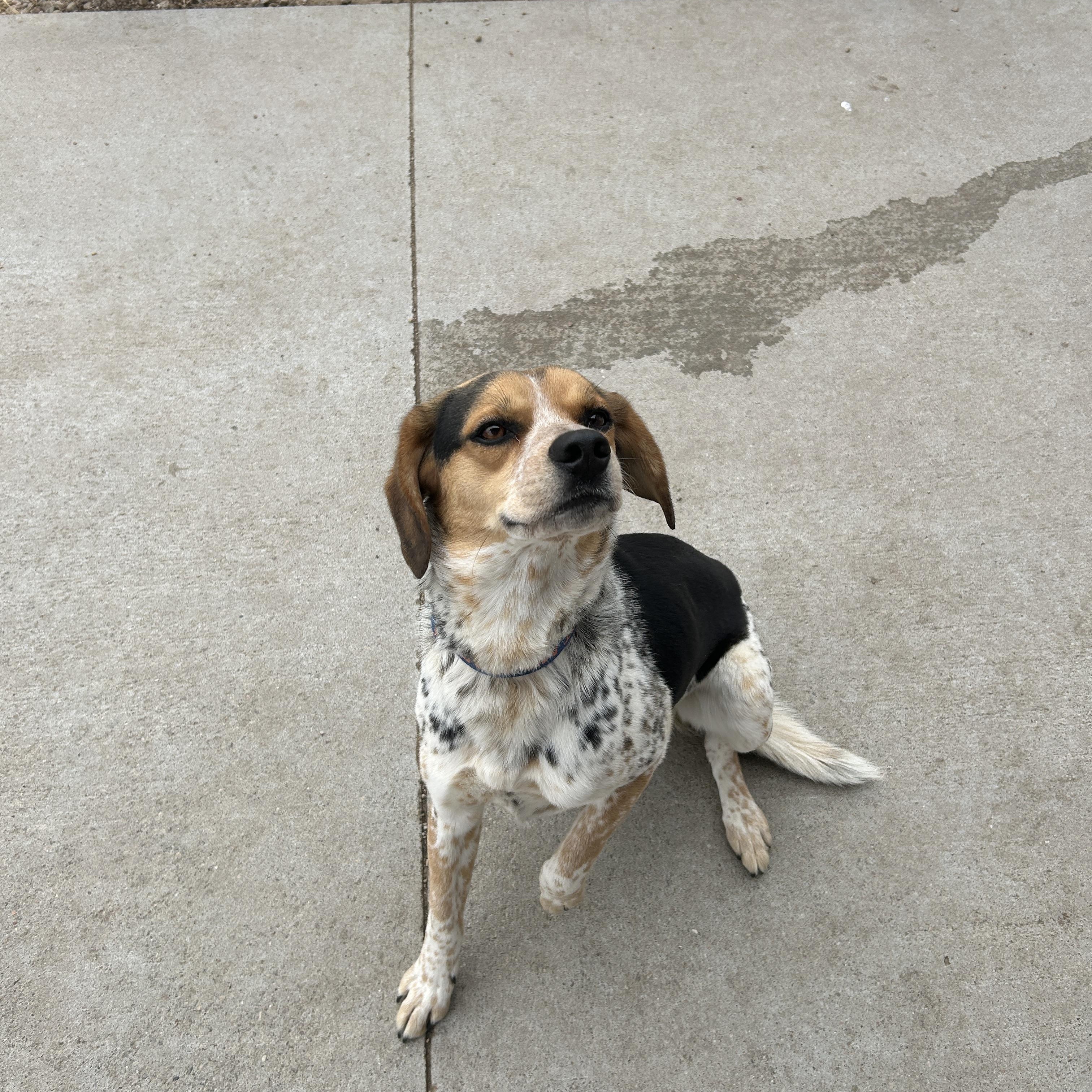 Enlarge Marvin, a ADOPTABLE mixed breed in Seward, NE image 2/3