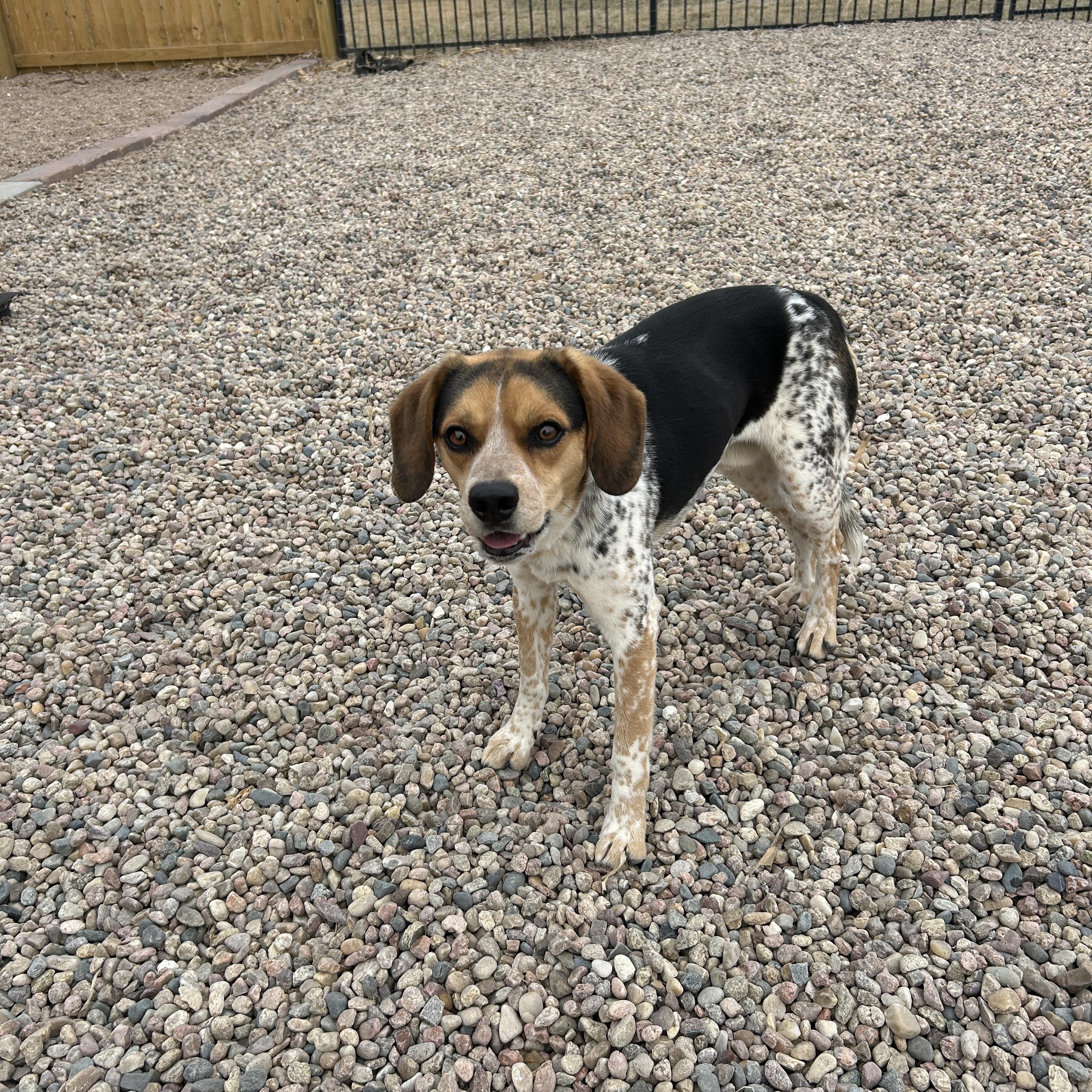 Enlarge Marvin, a ADOPTABLE mixed breed in Seward, NE image 3/3