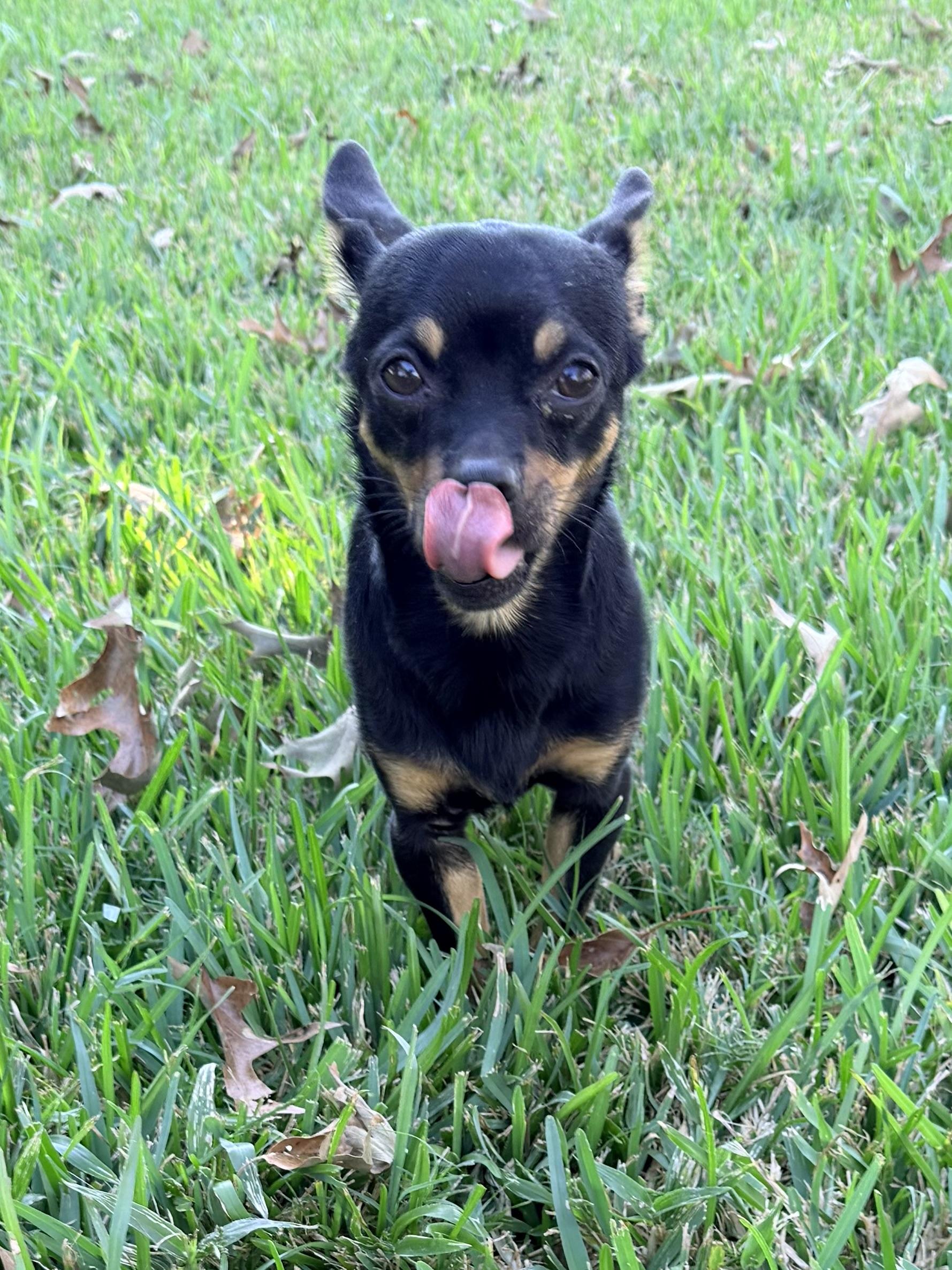 Enlarge Chipolte, a Adoptable mixed breed in Baker, LA image 2/6