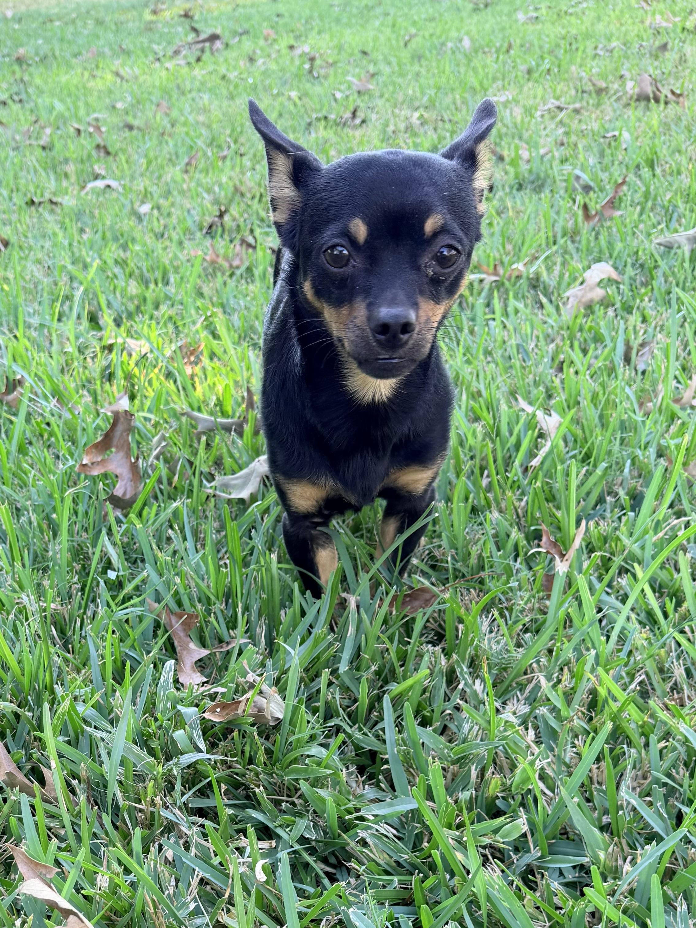 Enlarge Chipolte, a Adoptable mixed breed in Baker, LA image 6/6