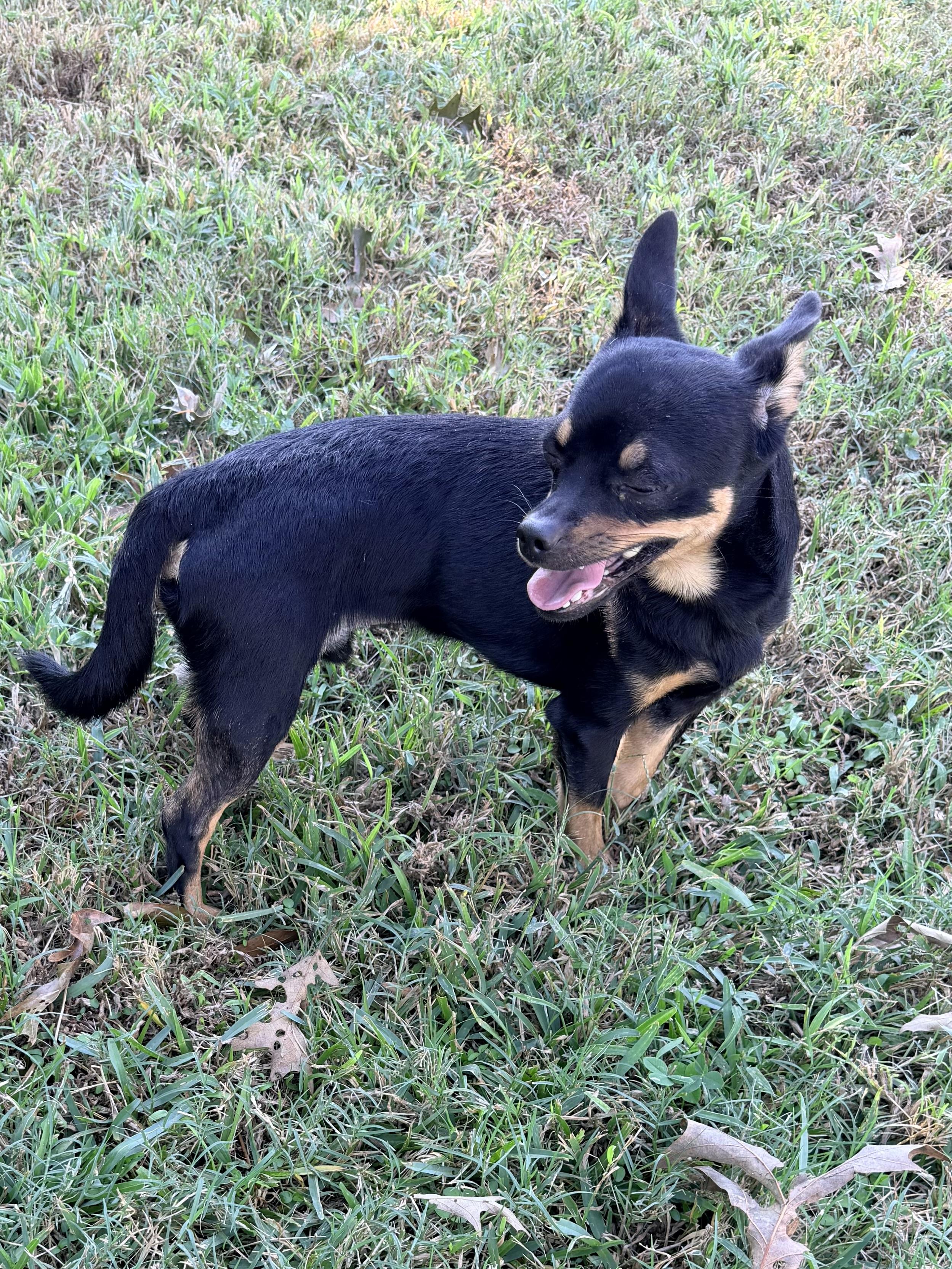 Enlarge Chipolte, a Adoptable mixed breed in Baker, LA image 3/6
