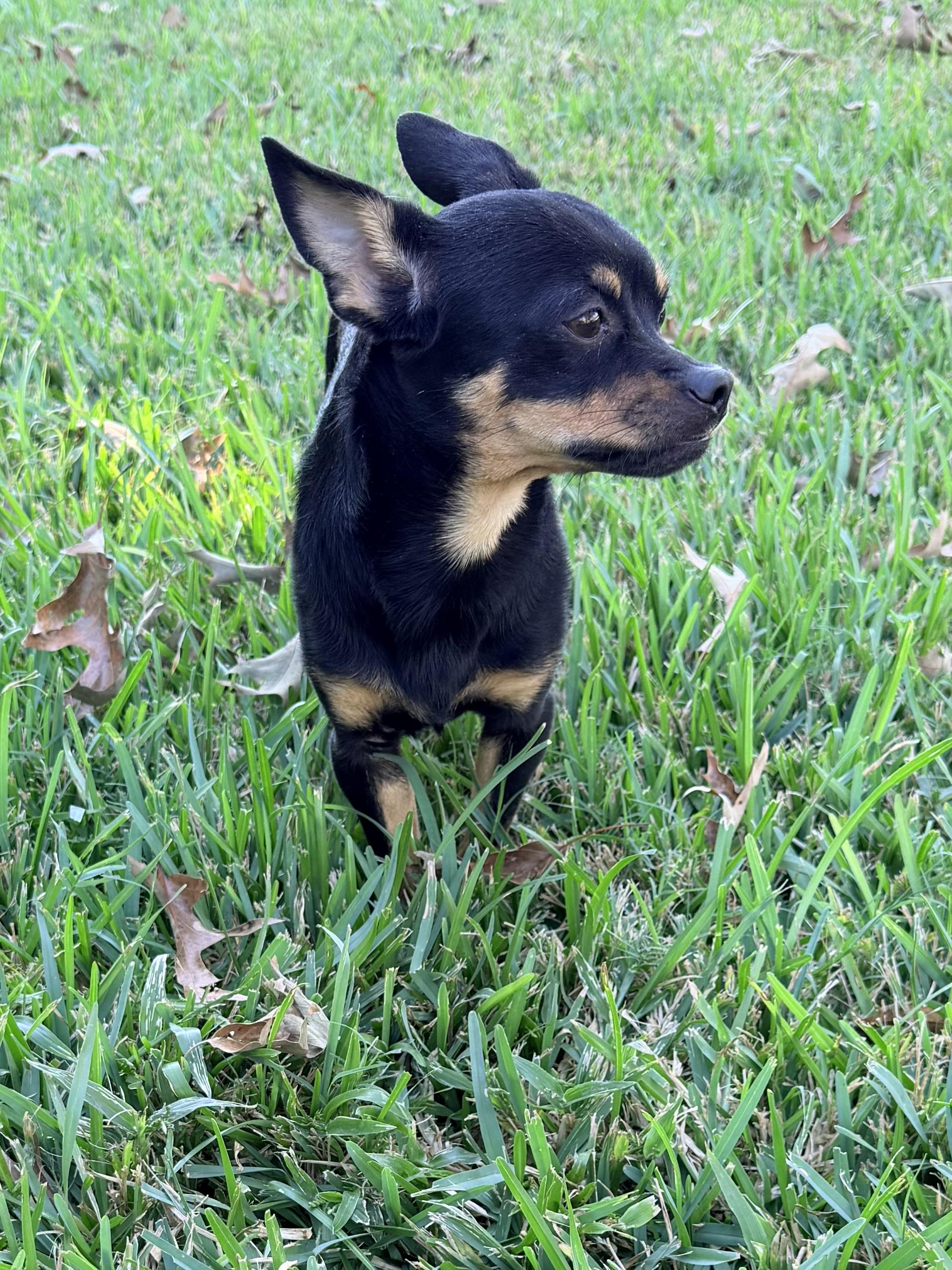 Chipolte, Adoptable, Adult Male Chihuahua & Rat Terrier.