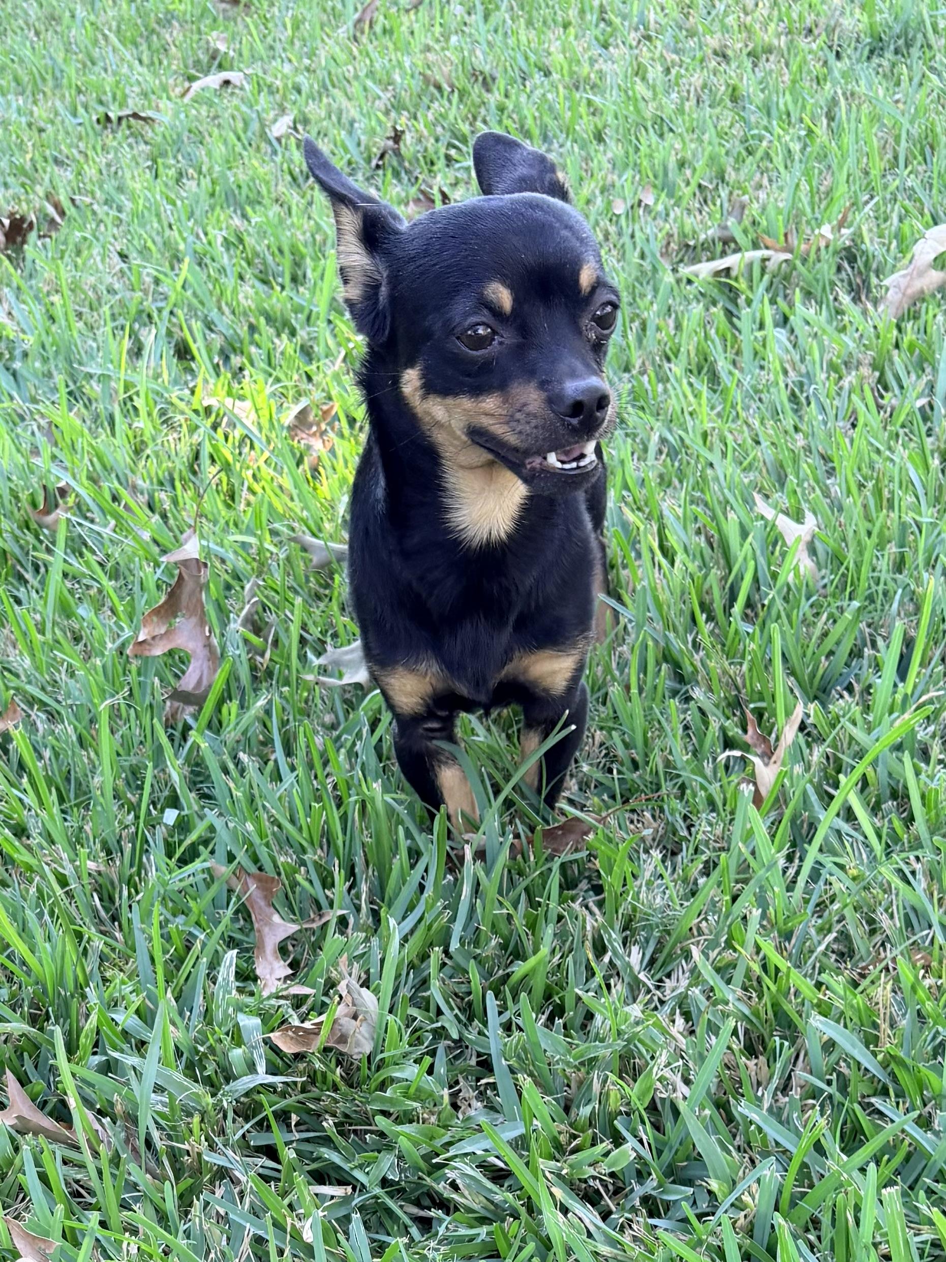 Enlarge Chipolte, a Adoptable mixed breed in Baker, LA image 4/6