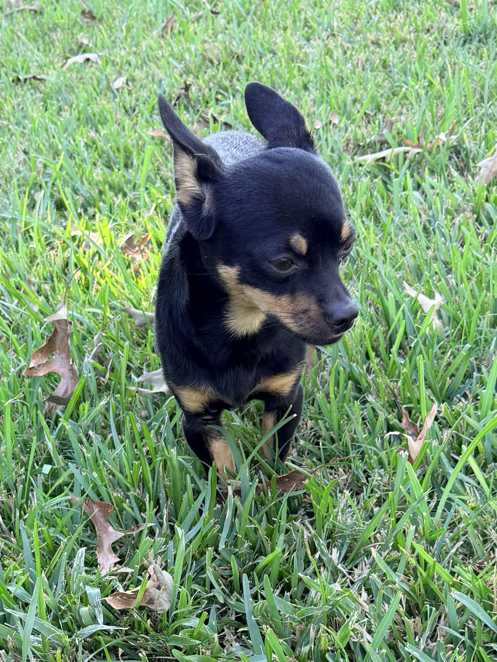 Enlarge Chipolte, a Adoptable mixed breed in Baker, LA image 5/6