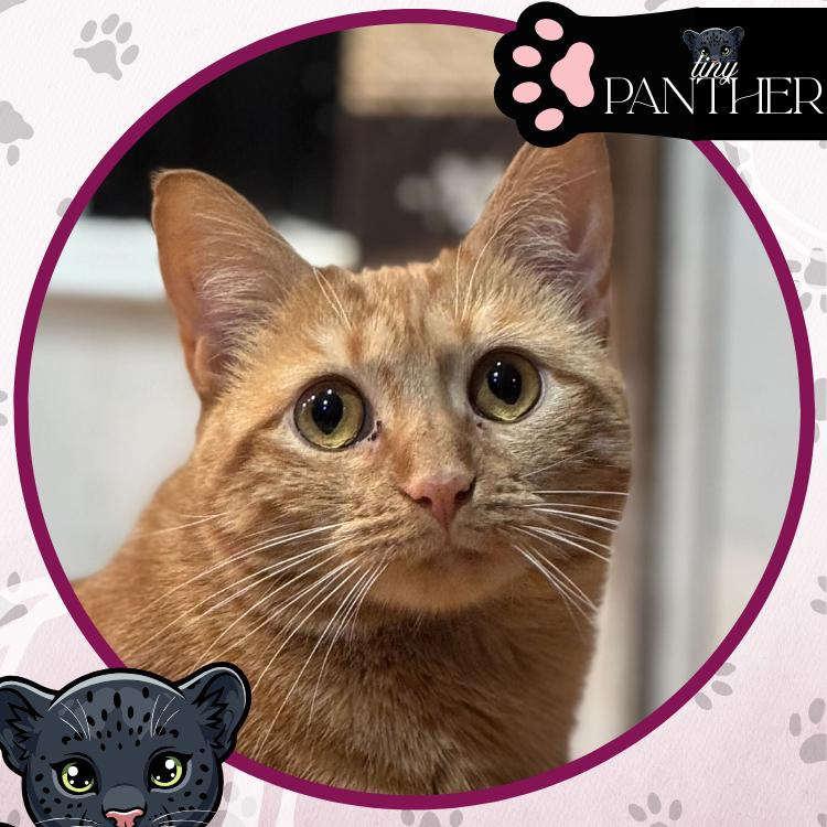 Enlarge Yum Yum, a Adoptable Domestic Short Hair in Toms River, NJ image 1/6