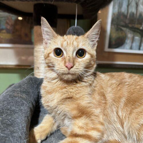 Yum Yum, Adoptable, Young Female Domestic Short Hair.