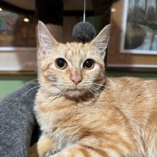 Enlarge Yum Yum, a Adoptable Domestic Short Hair in Toms River, NJ image 2/6