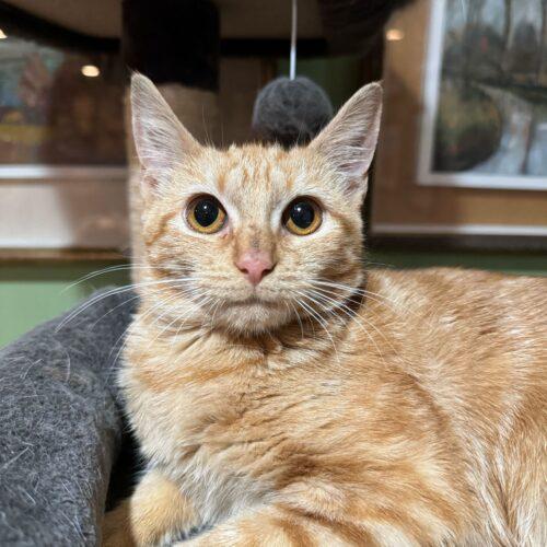 Enlarge Yum Yum, a Adoptable Domestic Short Hair in Toms River, NJ image 5/6