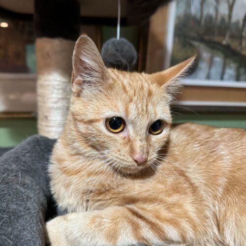 Enlarge Yum Yum, a Adoptable Domestic Short Hair in Toms River, NJ image 6/6