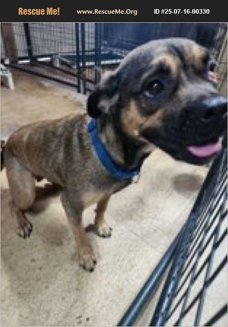 Enlarge Diamond, a Adoptable mixed breed in Jackson, GA image 1/1