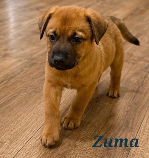 Zuma, Adopted, Puppy Male Boxer.