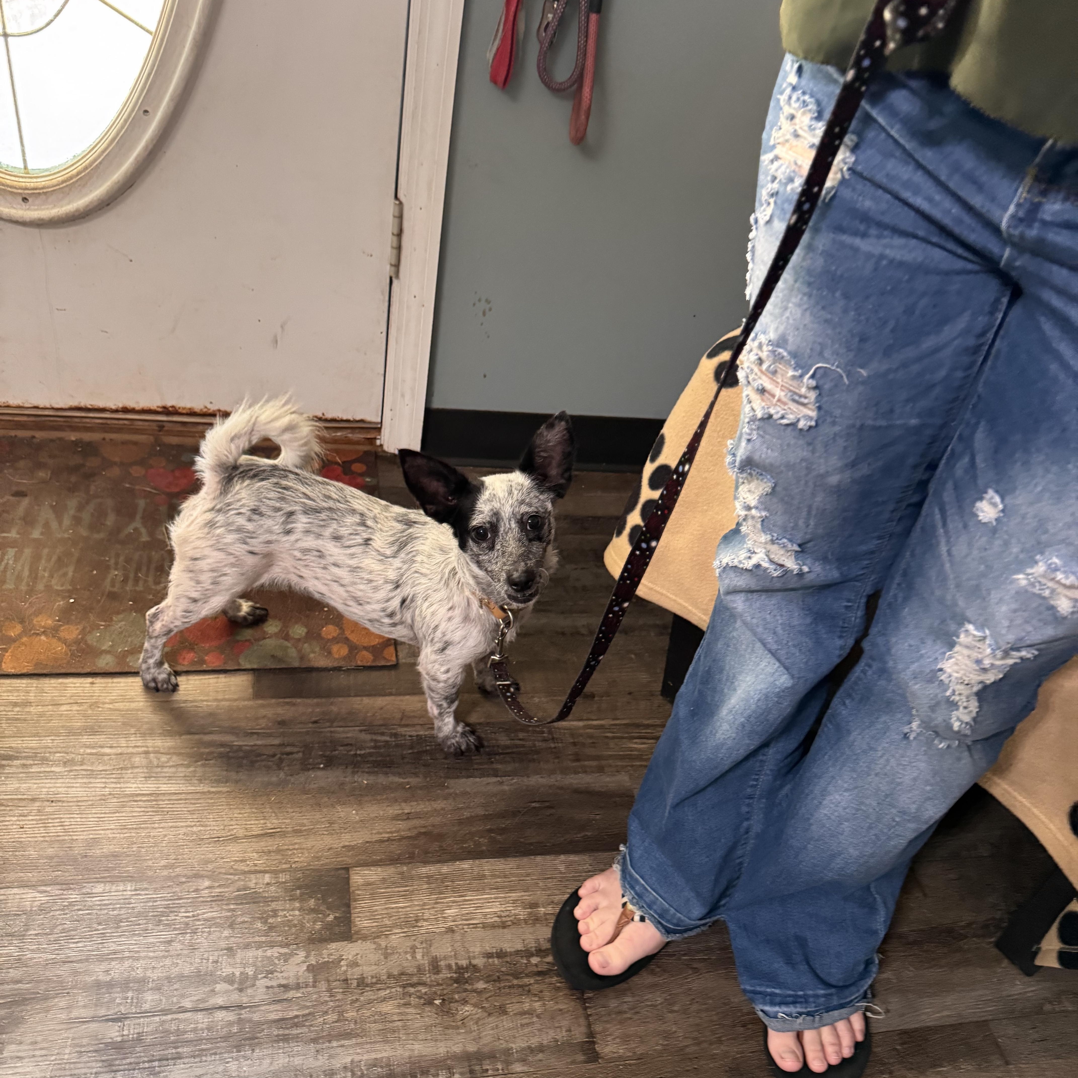 Hyzer, Adoptable, Young Female Chihuahua.