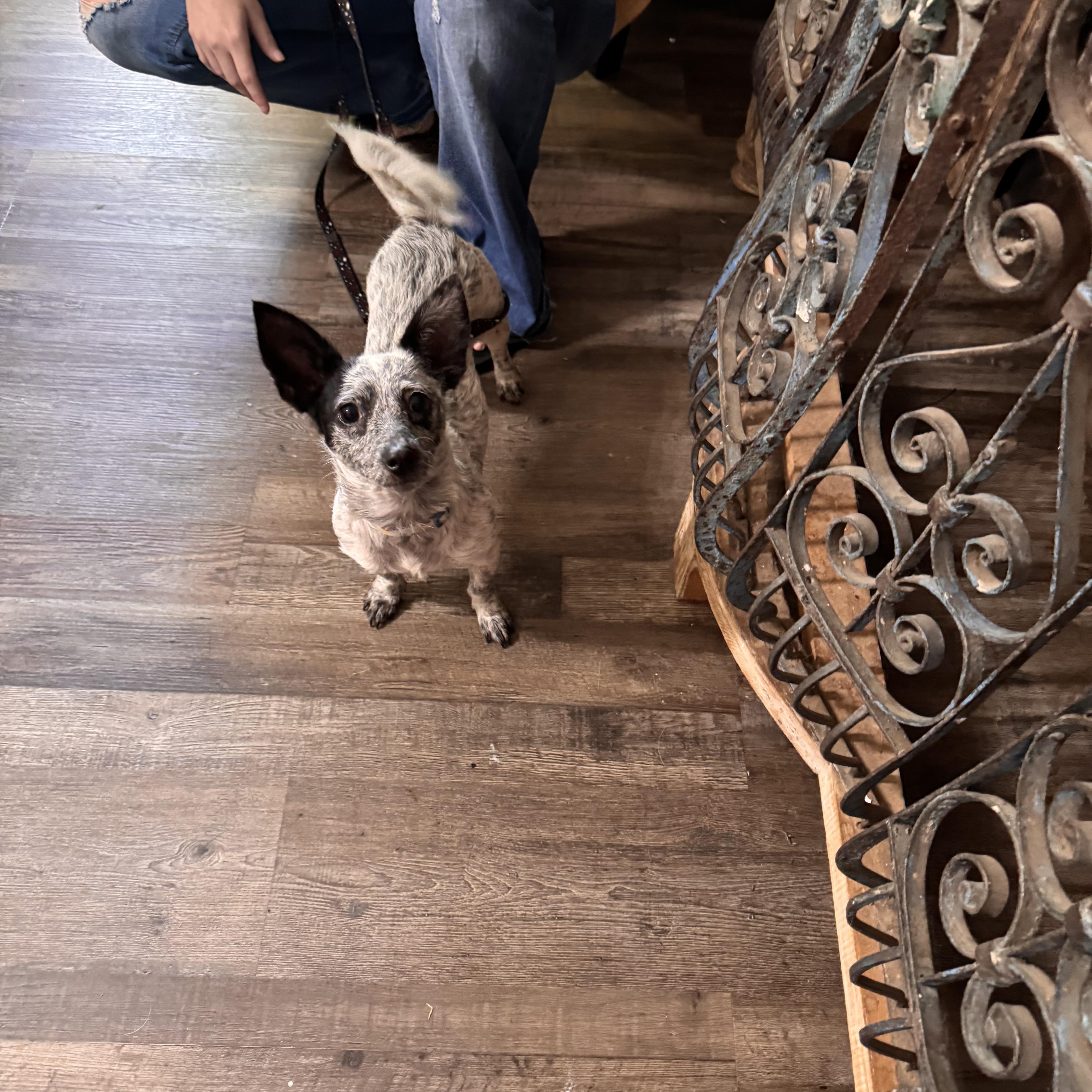 Hyzer, a Adoptable mixed breed in Sequatchie, TN image 4/4