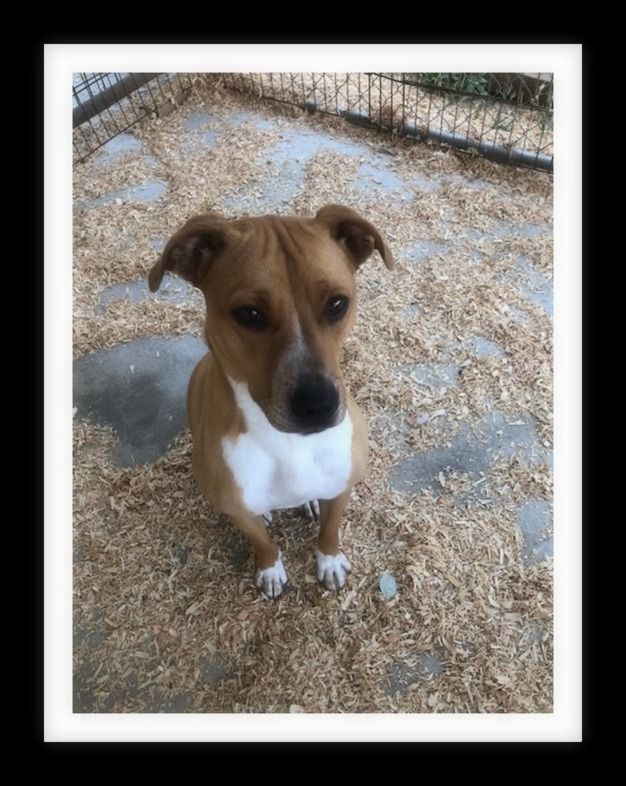 MAPLE ( Please submit an application @ southernstaranimalrescue.org) 