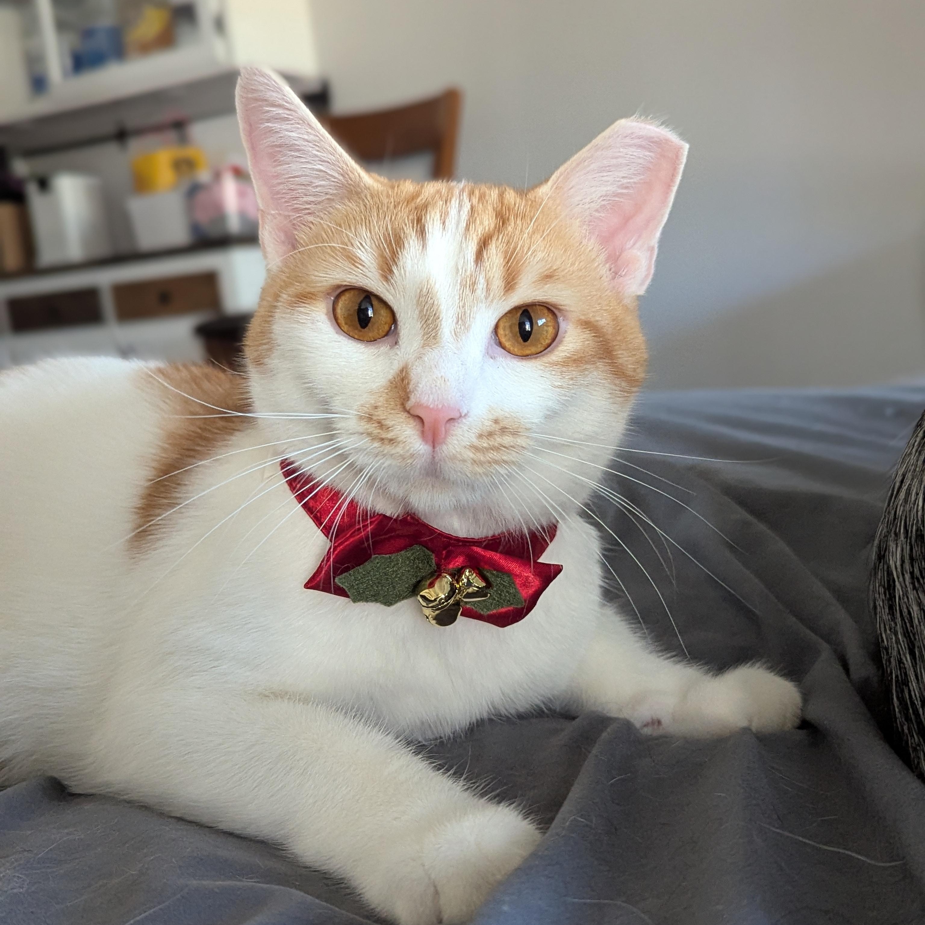 Enlarge Tuna + Olive, a Adoptable Domestic Short Hair in Charlotte, NC image 4/6