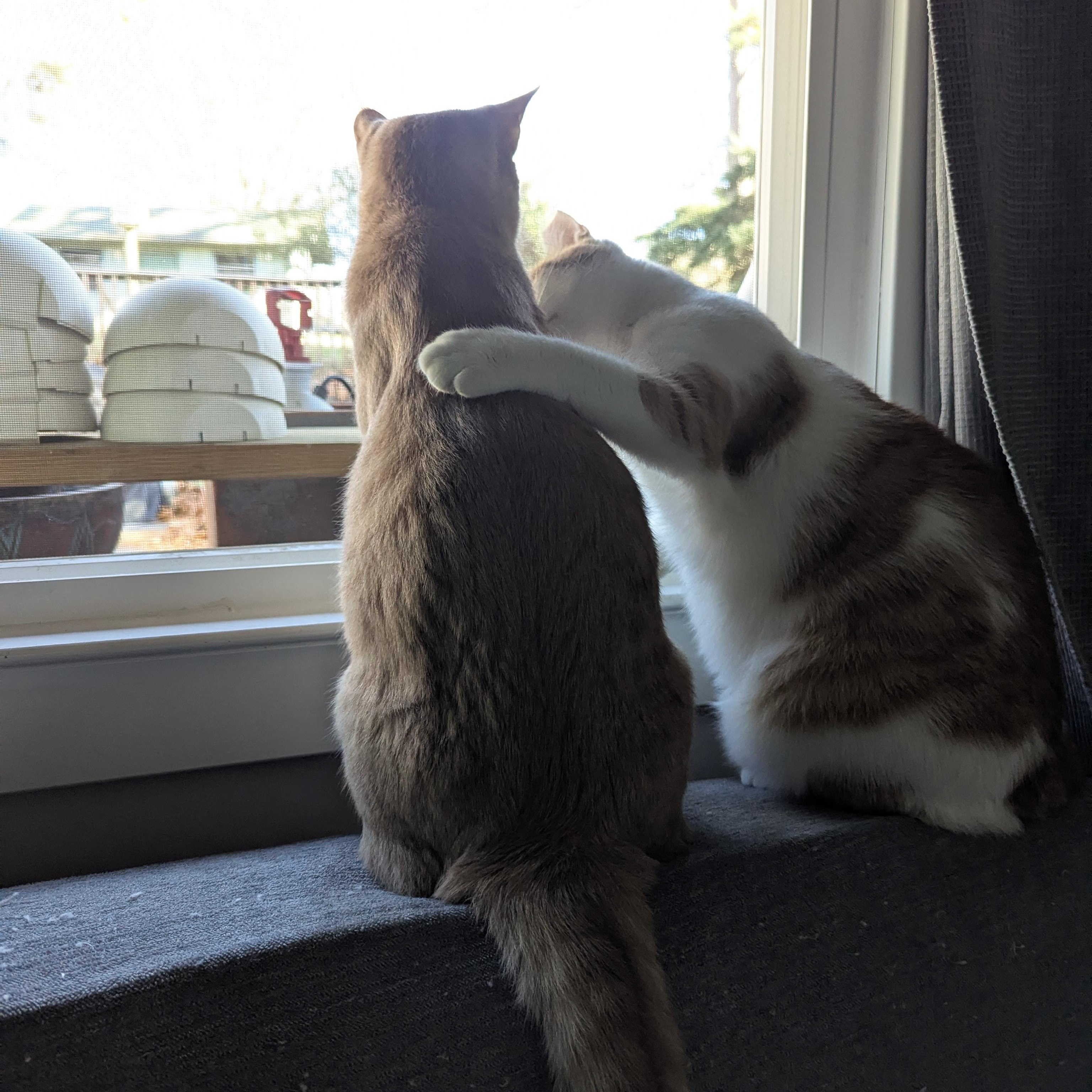 Tuna + Olive, Adoptable, Young Male Domestic Short Hair.