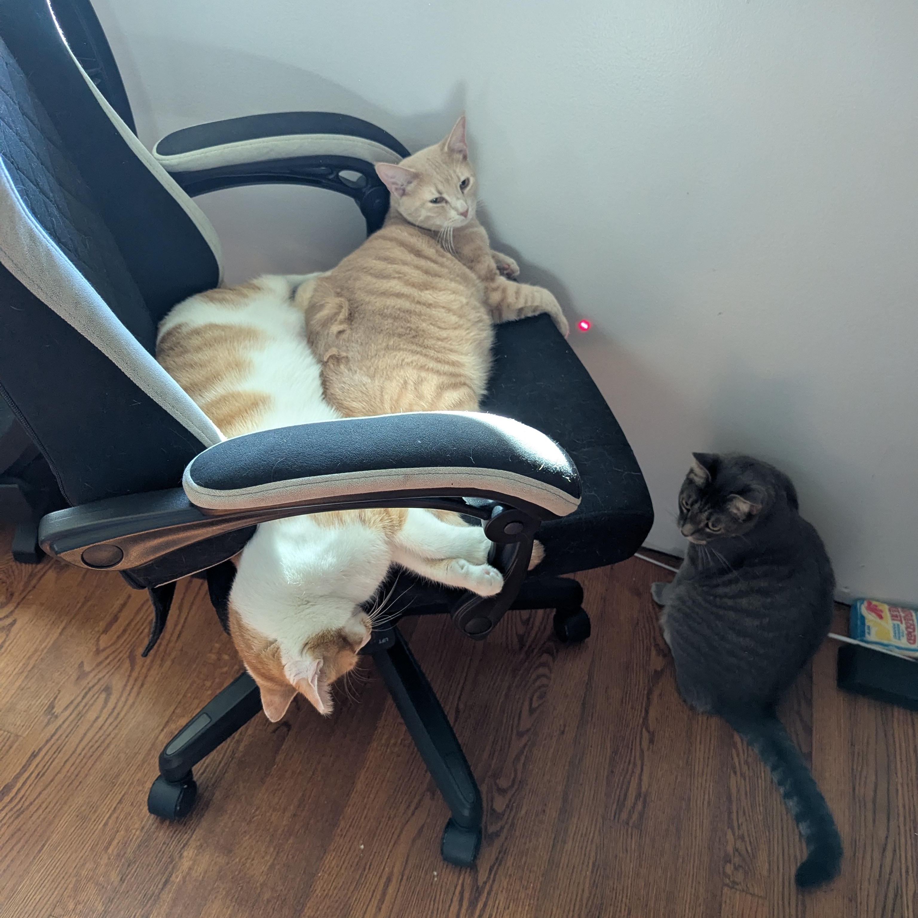 Enlarge Tuna + Olive, a Adoptable Domestic Short Hair in Charlotte, NC image 2/6