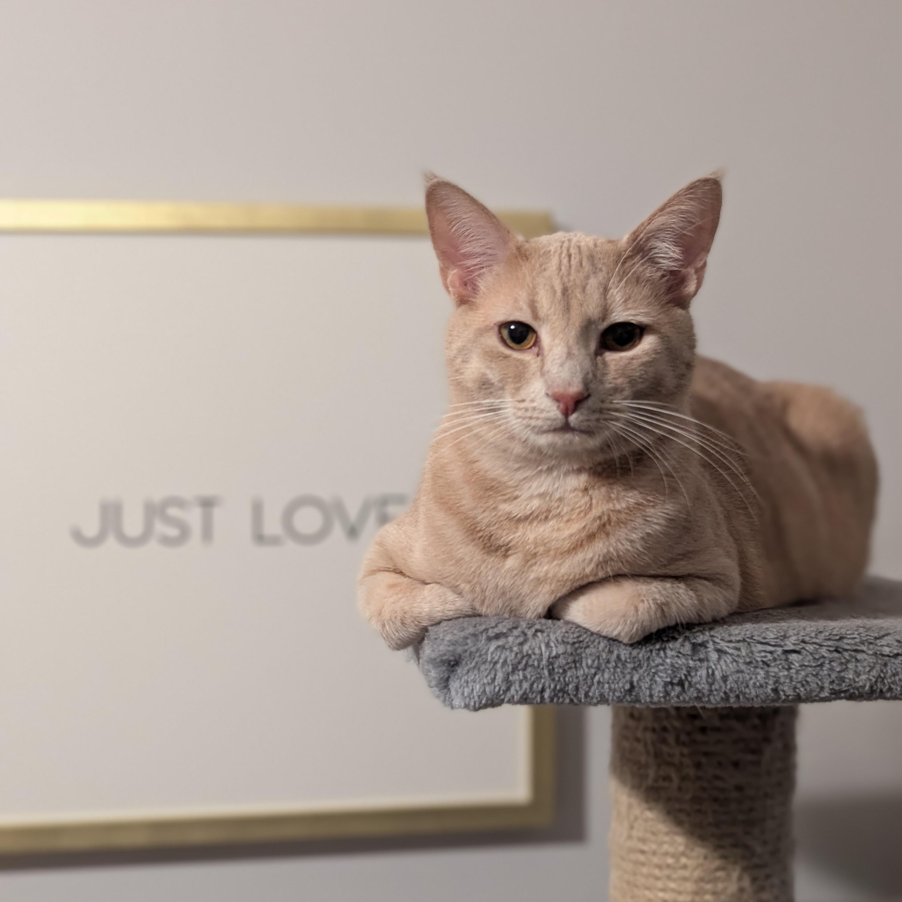 Enlarge Tuna + Olive, a Adoptable Domestic Short Hair in Charlotte, NC image 6/6