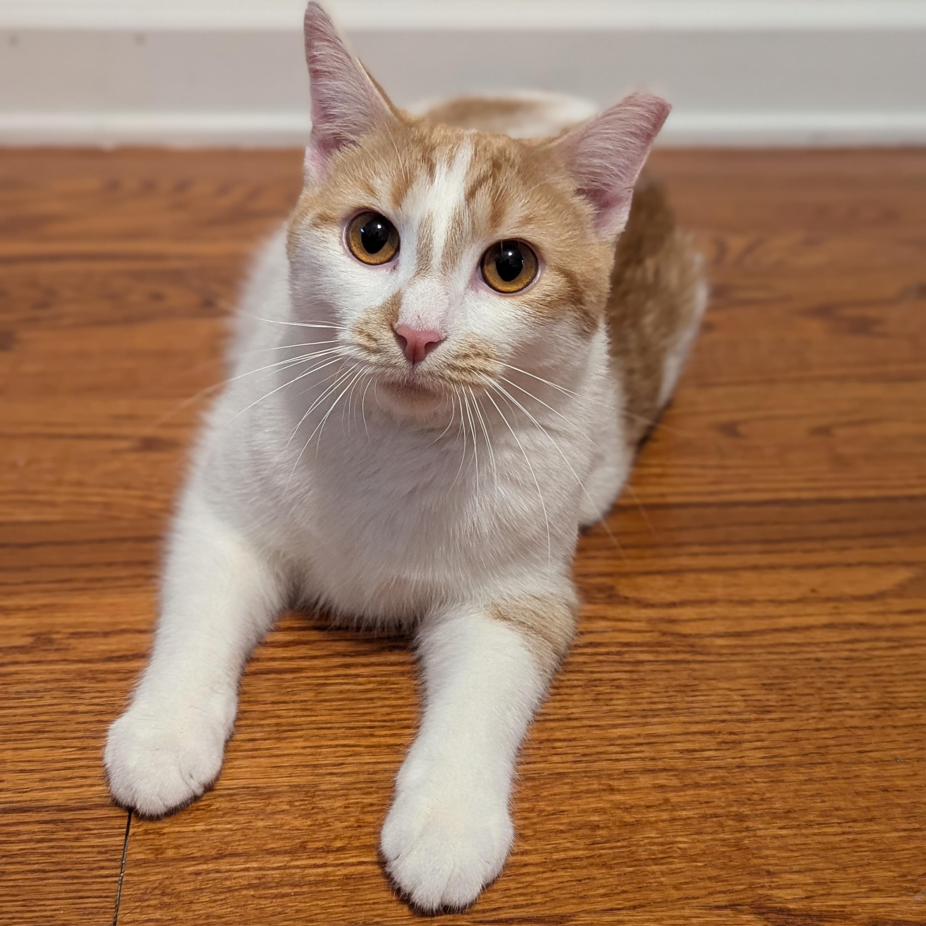 Enlarge Tuna + Olive, a Adoptable Domestic Short Hair in Charlotte, NC image 5/6