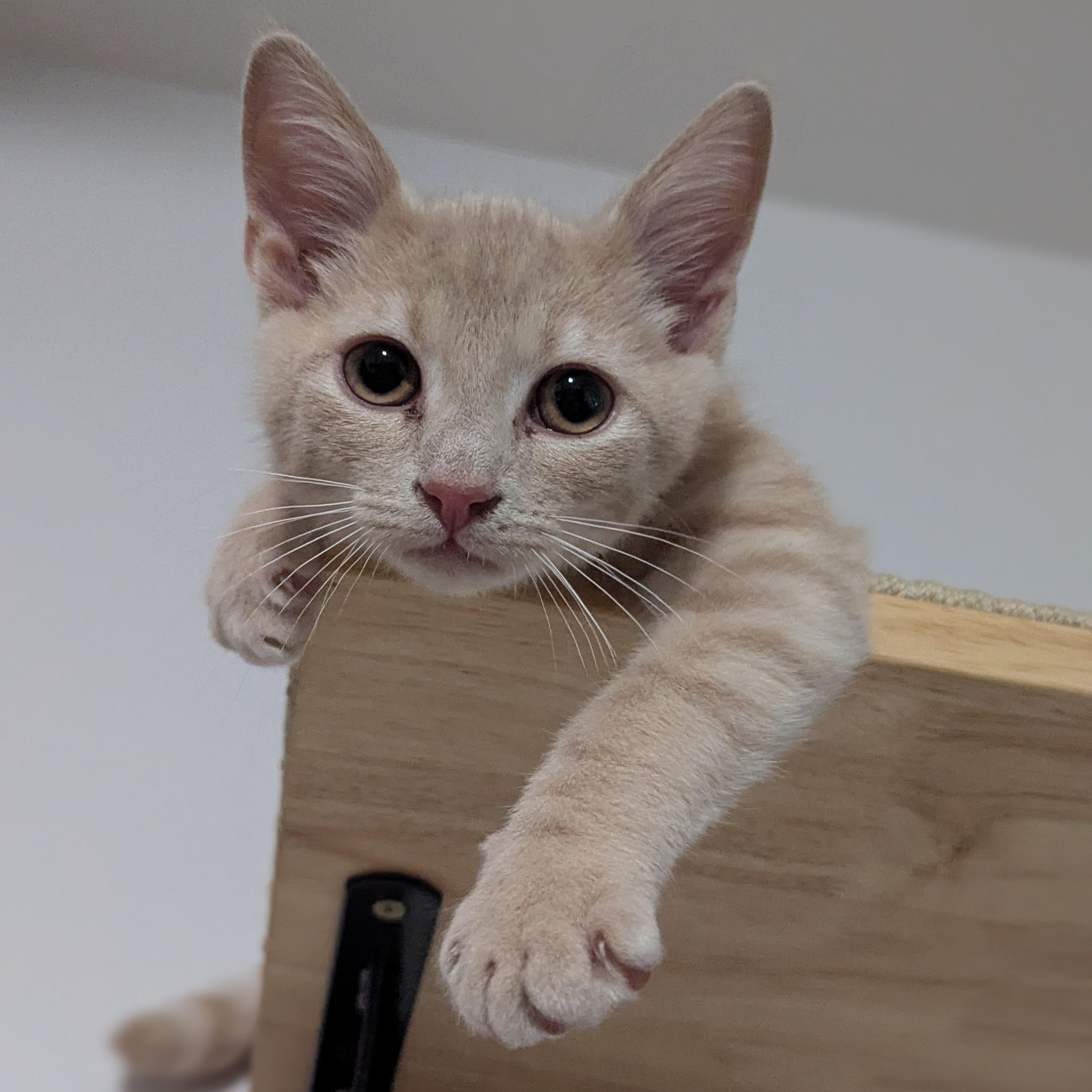 Enlarge Tuna and Olive, a Adoptable Domestic Short Hair in Charlotte, NC image 4/6