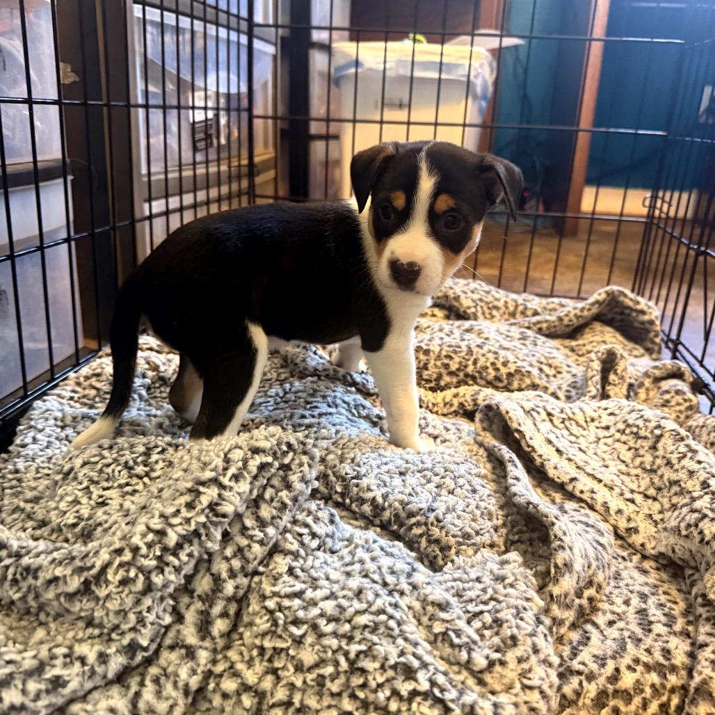 BLT, Adoptable, Puppy Female Hound & Mixed Breed.