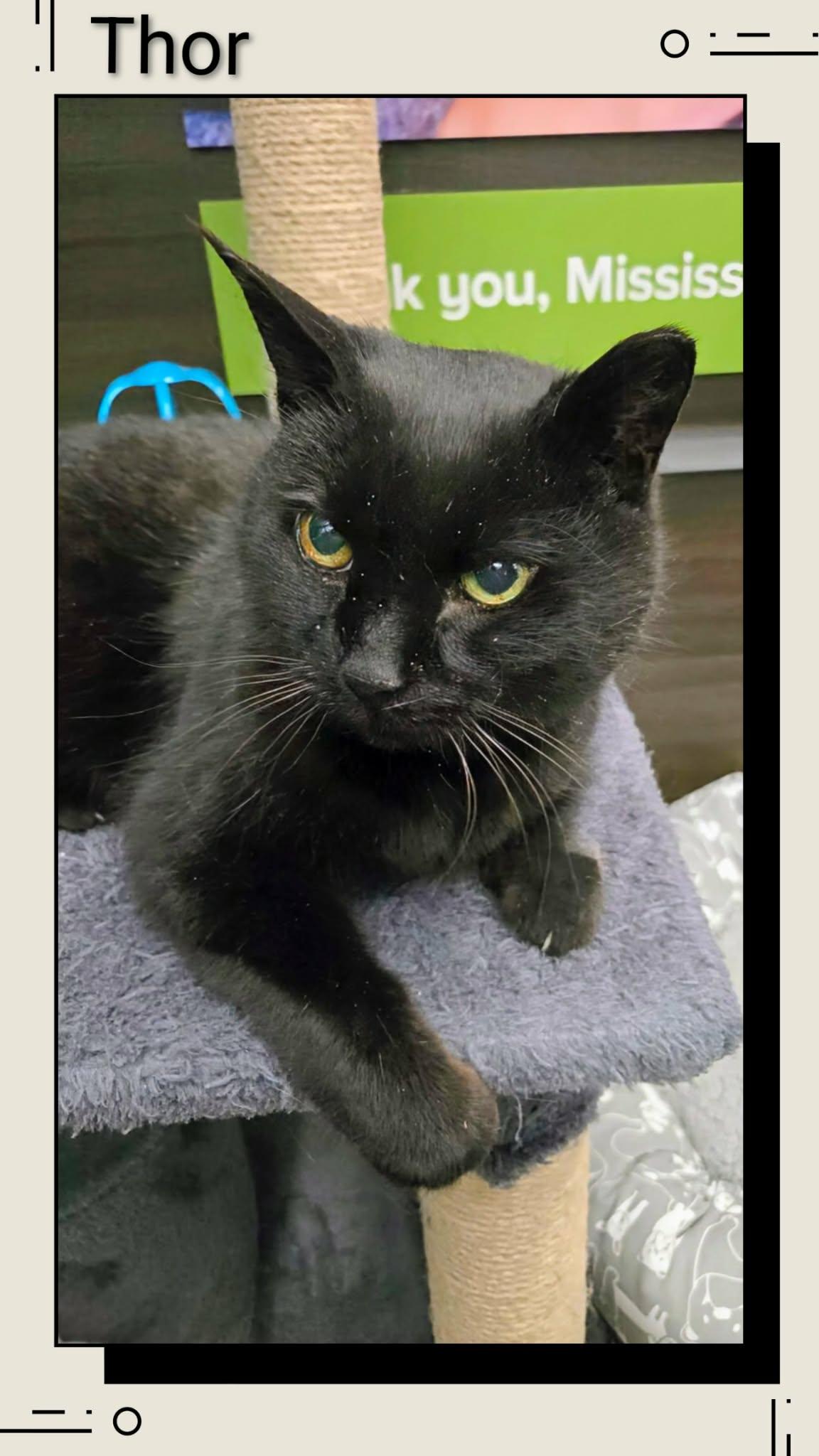 Thor, Adoptable, Young Male Domestic Short Hair.