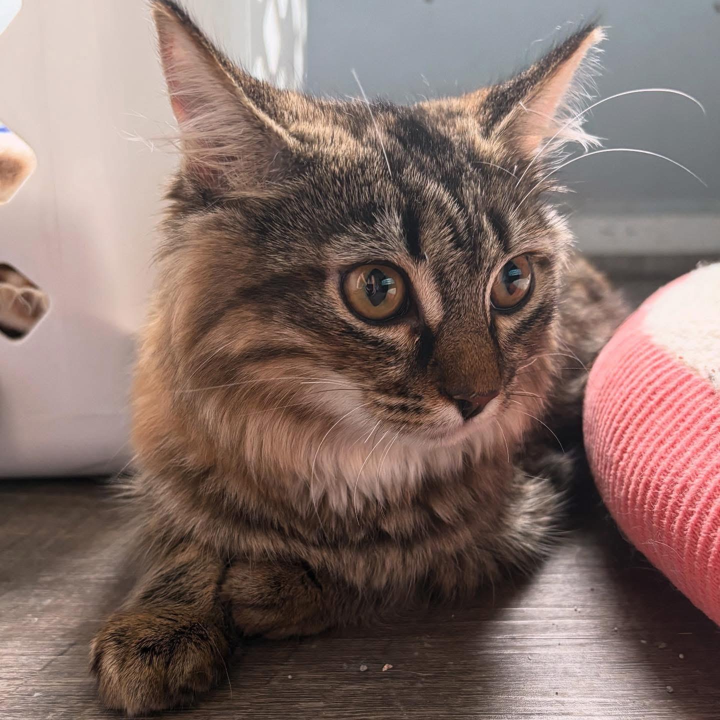 Enlarge Pip , a ADOPTABLE Domestic Medium Hair in Austintown, OH image 1/1