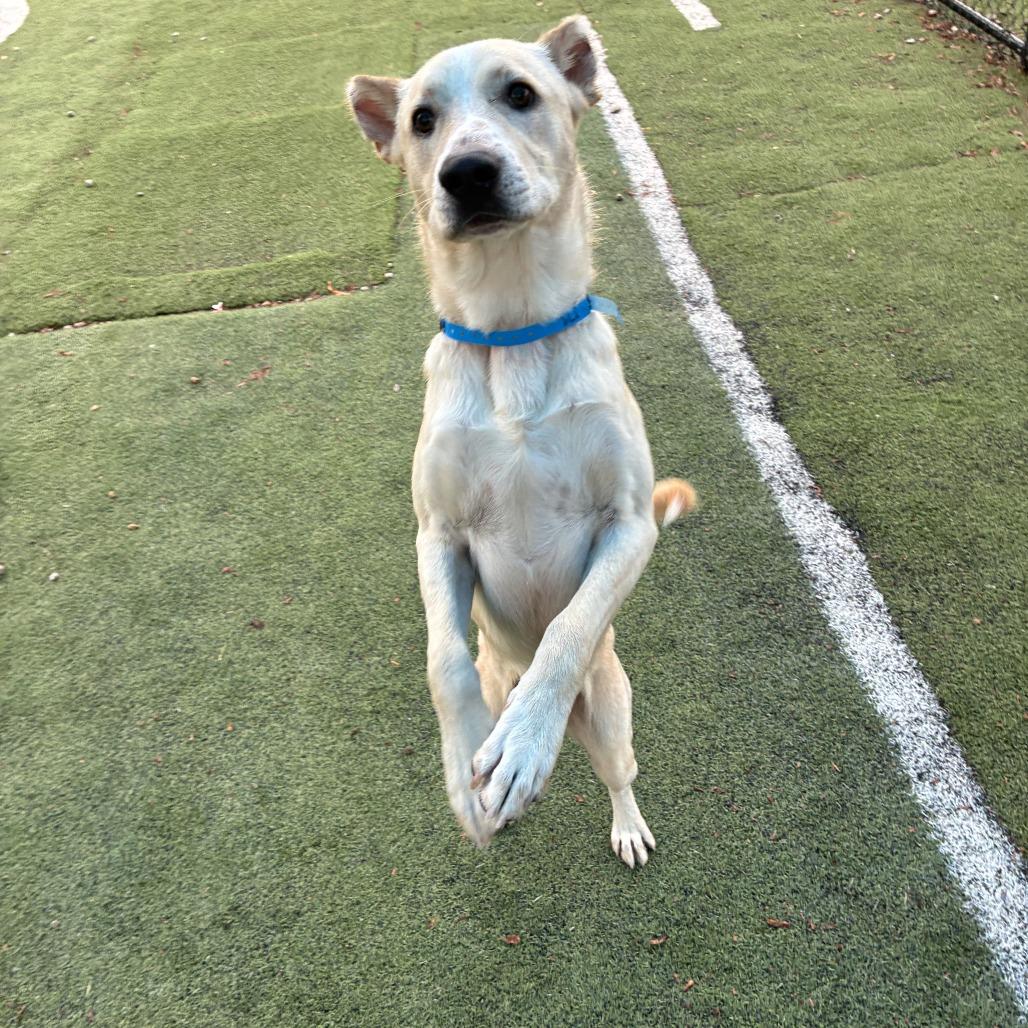 Alfie, Adoptable, Young Male Mixed Breed.