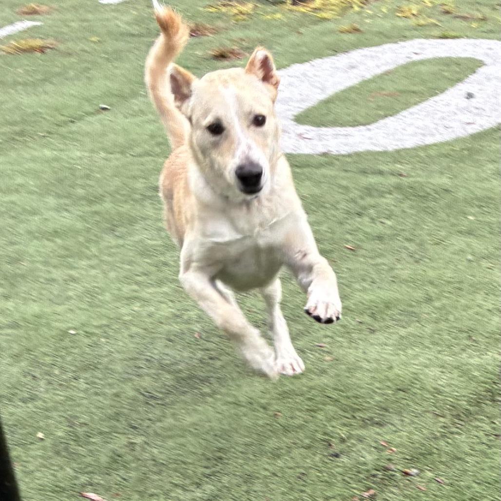 Enlarge Alfie, a Adoptable Mixed Breed in Memphis, TN image 2/4