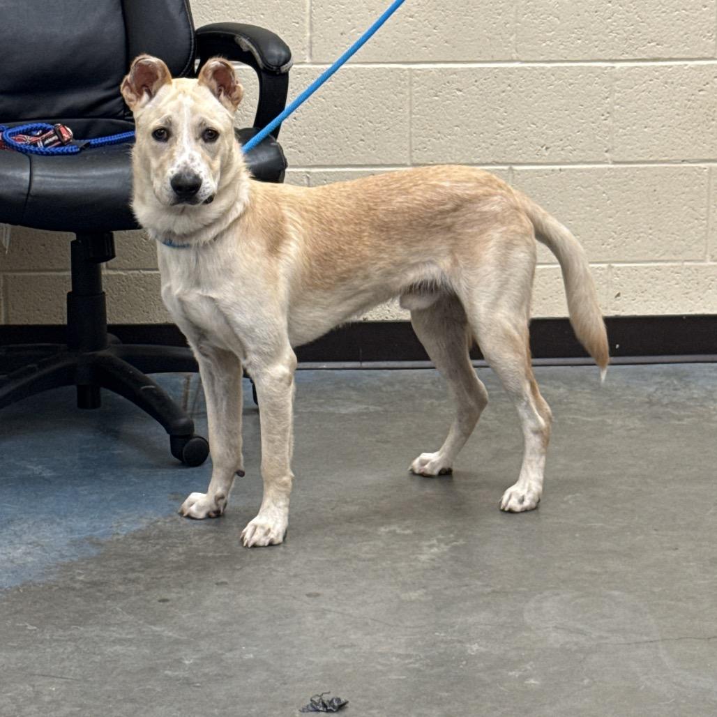 Enlarge Alfie, a Adoptable Mixed Breed in Memphis, TN image 3/4