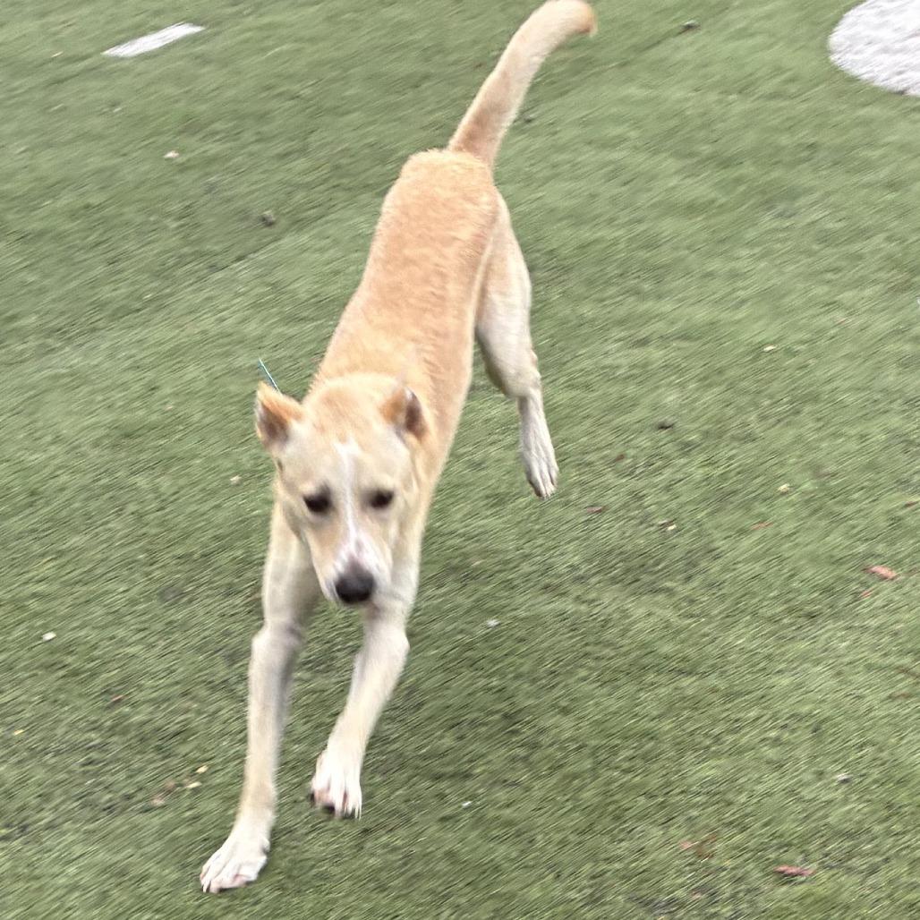 Enlarge Alfie, a Adoptable Mixed Breed in Memphis, TN image 4/4