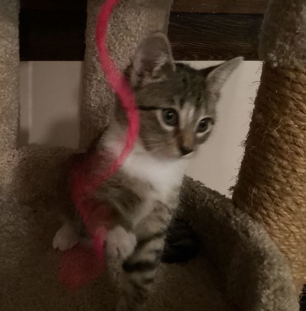 Grace (young kitten-purr machine!) 3