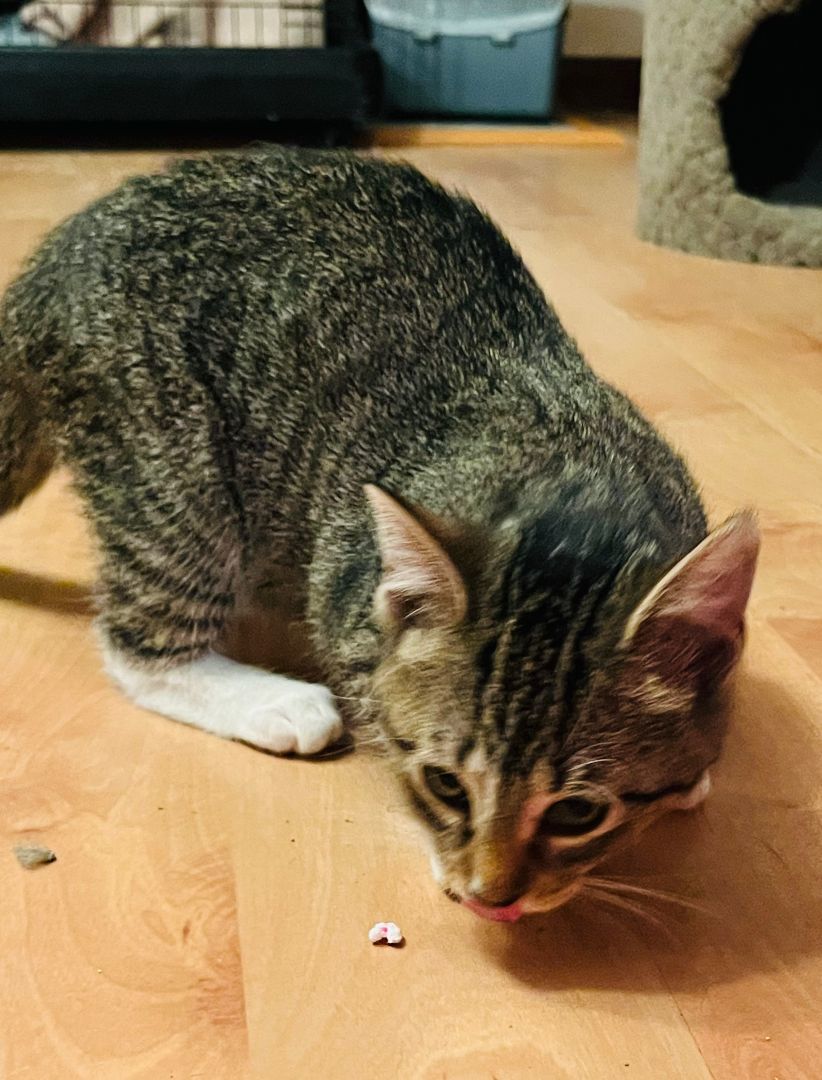 Grace (young kitten-purr machine!) 4