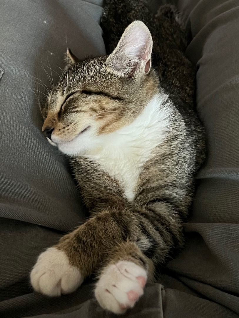 Grace (young kitten-purr machine!)