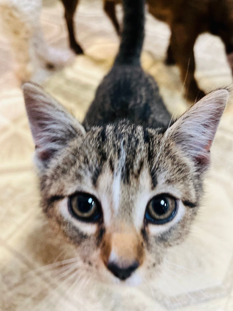 Grace (young kitten-purr machine!) 5