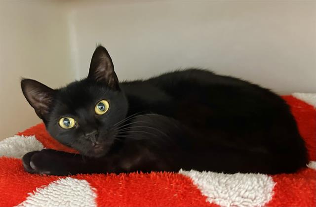 GRACE, Adoptable, Young Female Domestic Short Hair.