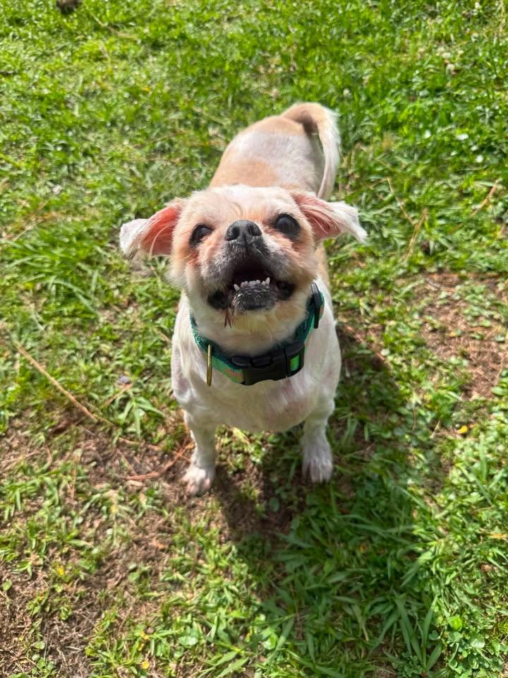 Mocha, ADOPTABLE, Adult Female Schnauzer.