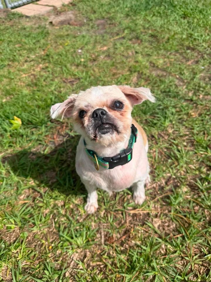 Mocha, a ADOPTABLE Schnauzer in Wilmington, NC image 3/4