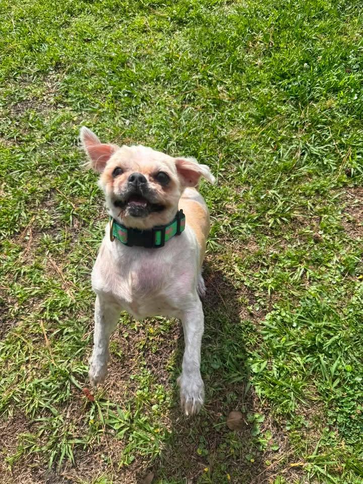 Mocha, a ADOPTABLE Schnauzer in Wilmington, NC image 2/4