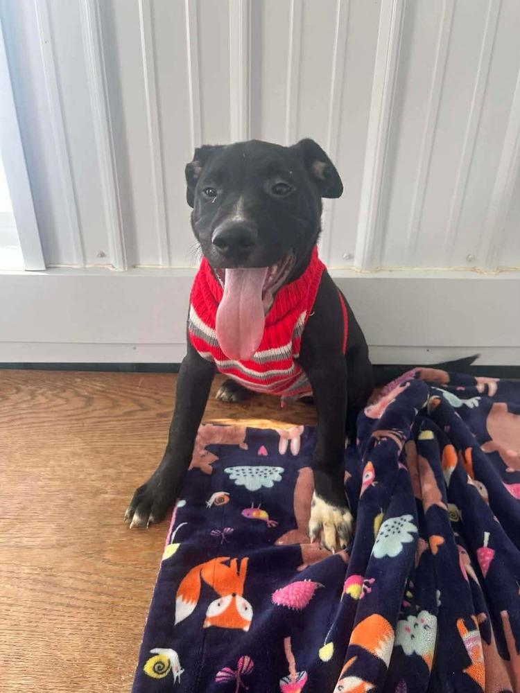 Thanksgiving Puppies : Mashed Potatoes, a Adoptable mixed breed in Osgood, IN image 1/2