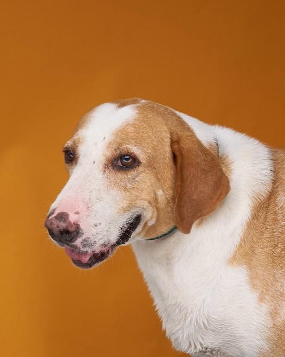 Roper, Adoptable, Adult Male Labrador Retriever & Mixed Breed.