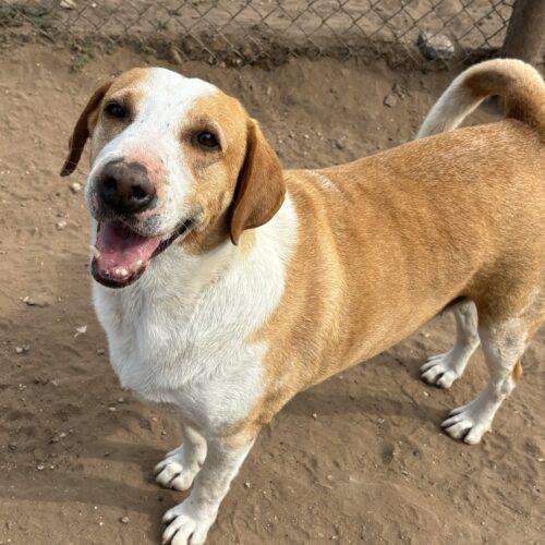 Roper, Adoptable, Adult Male Labrador Retriever & Mixed Breed.
